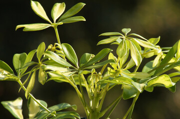 Obraz premium Schefflera Arboricola im Blumentopf