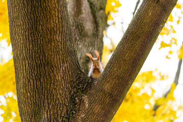 Fluffy beautiful squirrel on a tree trunk among yellow leaves in autumn in a city park