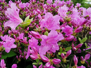 Pink rhododendron (lat. Rhododendron poukhanense Levl.) in the Botanical Garden of St. Petersburg