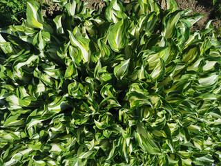 Background of white-green young hosta leaves. Top view.