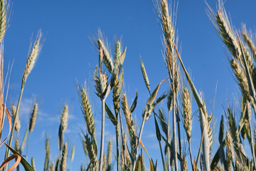 Yellow ripe ears of wheat, rye in the field close-up, top view. Wheat field on the background of a blue sky with clouds in the daytime in sunny weather. High quality photo