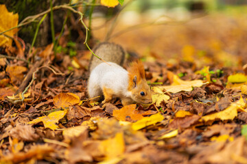 A fluffy beautiful squirrel is looking for food among fallen yellow leaves in the autumn in a city park