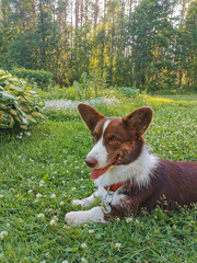 A brown and white Welsh corgi cardigan lies in the garden on the grass with clover flowers, next to the hosta, on a warm summer evening.