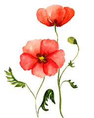 Watercolor poppies bouquet. Hand painted floral illustration , seed capsule and branches isolated on white background. 