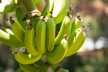 Bunch of green bananas on the trunk