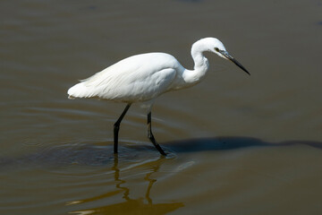 Aigrette garzette,.Egretta garzetta, Little Egret