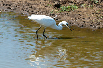 Aigrette garzette,.Egretta garzetta, Little Egret