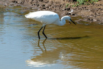 Aigrette garzette,.Egretta garzetta, Little Egret