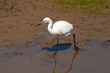 Aigrette garzette,.Egretta garzetta, Little Egret
