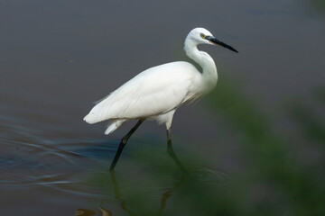 Aigrette garzette,.Egretta garzetta, Little Egret