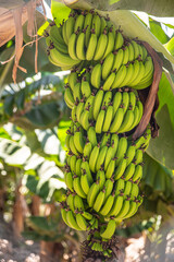 Huge bunch of green bananas on the trunk