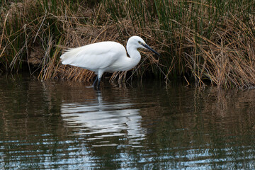 Aigrette garzette,.Egretta garzetta, Little Egret