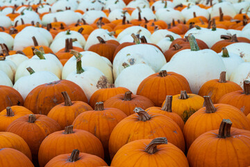 Large number of pumpkins for sale on a farm in Germany.