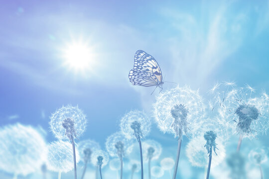 Fototapeta Beautiful butterfly and delicate fluffy dandelions on sunny day