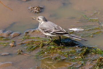 Bergeronnette grise,.Motacilla alba, White Wagtail