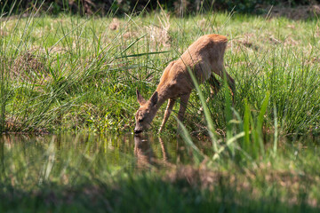 chevreuil , Capreolus capreolus © JAG IMAGES