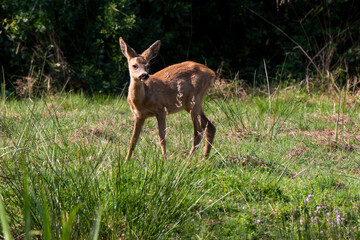 chevreuil , Capreolus capreolus