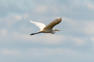 Grande Aigrette,.Ardea alba, Great Egret