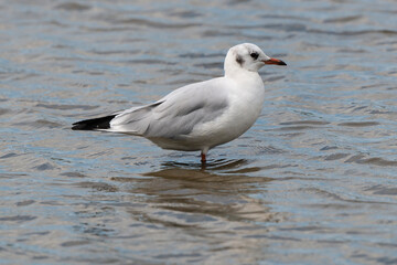 Mouette rieuse,.Chroicocephalus ridibundus, Black headed Gull