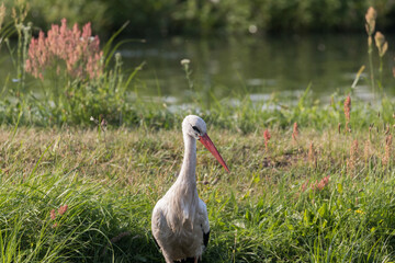 White storks Ciconia ciconia on a green meadow, white stork ecosystem, colorful flower meadow
