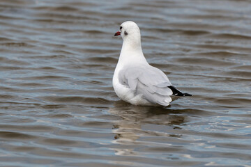 Mouette rieuse,.Chroicocephalus ridibundus, Black headed Gull