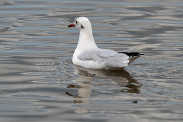 Mouette rieuse,.Chroicocephalus ridibundus, Black headed Gull