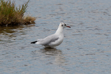 Mouette rieuse,.Chroicocephalus ridibundus, Black headed Gull