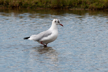 Mouette rieuse,.Chroicocephalus ridibundus, Black headed Gull