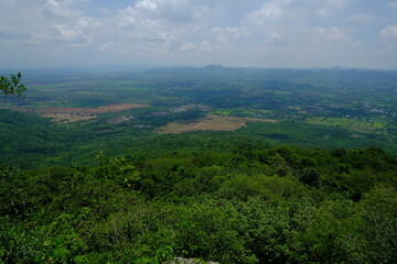 Beautiful, fertile forest