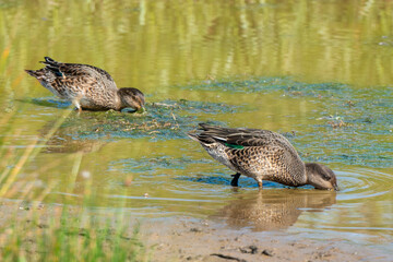 Sarcelle d'hiver, femelle,.Anas crecca, Eurasian Teal