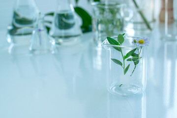 Close-up of leaves plant in beaker for biology class experiment at the laboratory, selective focus