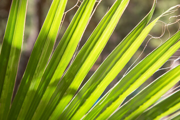 Green young palm leaf. Green floral background. Exotic plants. 