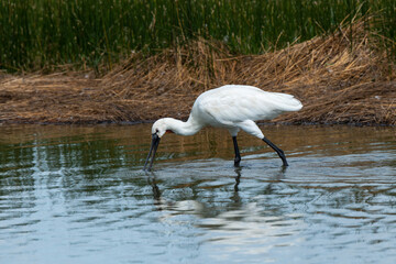 Spatule blanche, Platalea leucorodia, Eurasian Spoonbill