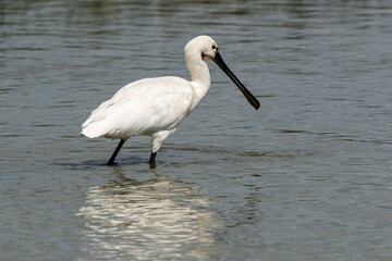 Spatule blanche, Platalea leucorodia, Eurasian Spoonbill