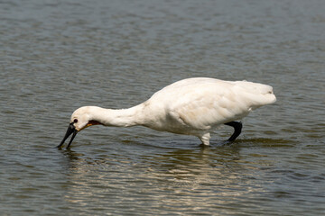 Spatule blanche, Platalea leucorodia, Eurasian Spoonbill