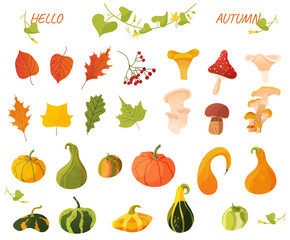 big autumn set, mushrooms, leaves, pumpkins, autumn clip art, vector illustration