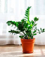 Green potted Zamioculcas plant near the window in sunny day. Home gardening concept. Natural interior details.