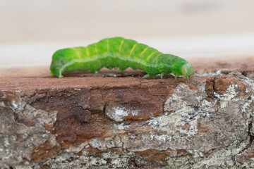 green caterpillar 