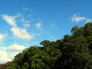 Obraz premium Bird flying in Canaima National Park, Venezuela