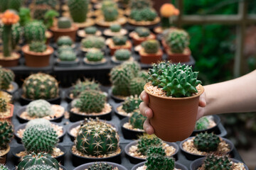 hand holding cactus in the cactus glass house.