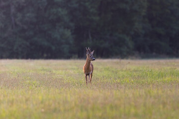 A male roe deer Capreolus capreolus stands proud in a meadow, ready to escape - Barycz Valley