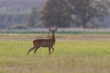 A male roe deer Capreolus capreolus stands proud in a meadow, ready to escape - Barycz Valley © PeterG