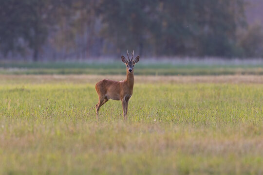 A male roe deer Capreolus capreolus stands proud in a meadow, ready to escape - Barycz Valley
