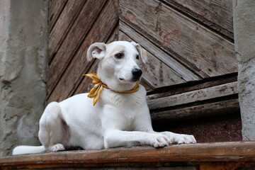 White mongrel dog with a colored bow on the neck lies on the old stone street of Riga against the backdrop of warehouses