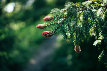 Christmas fir tree branches background with young spruce cones
