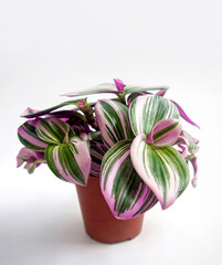 Closeup of trendy, exotic and tropical houseplant, Tradescantia Nanouk, in a pot. Pink, purple and green stripes pattern on the shimmery variegated leaves isolated on a white background, text space.