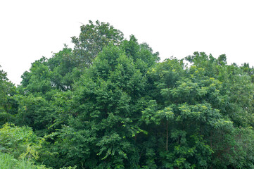 View of a High definition Treeline isolated on a white background