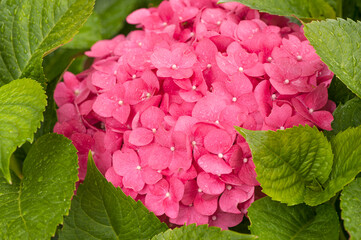 Close-up of hortensia flowers with rain drops.