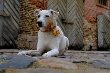 Obraz premium White mongrel dog with a colored bow on the neck lies on the old stone street of Riga against the backdrop of warehouses