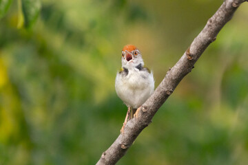 Tailorbird Chirp